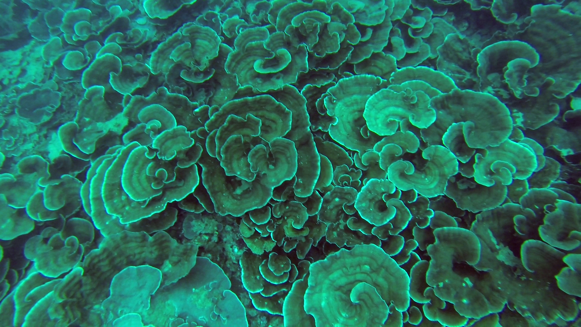 2. Coral Reef Ecology