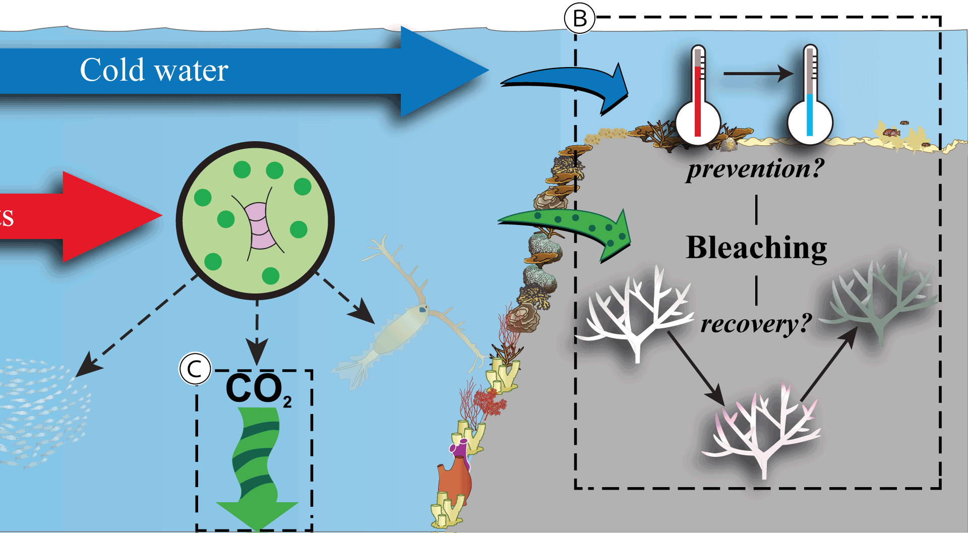 4. Ecological engineering